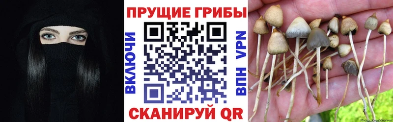 Псилоцибиновые грибы прущие грибы  Купить  Енисейск 